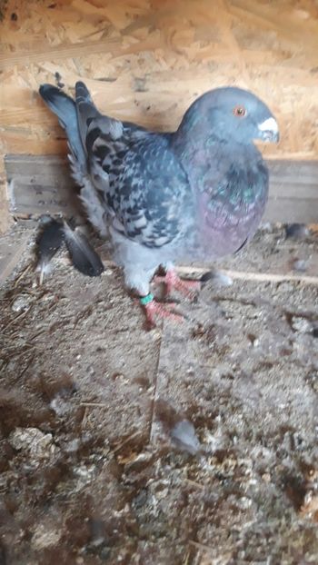  - Porumbei americani