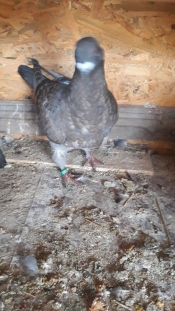  - Porumbei americani