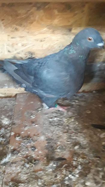  - Porumbei americani