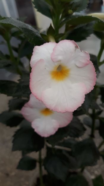 2019 - R19 - Blushing Beauty