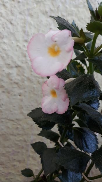  - R19 - Blushing Beauty