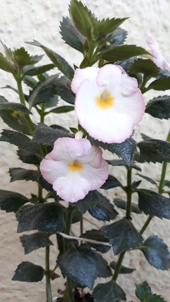  - R19 - Blushing Beauty