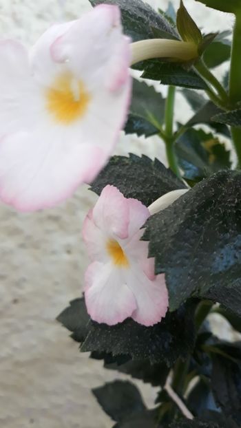  - R19 - Blushing Beauty