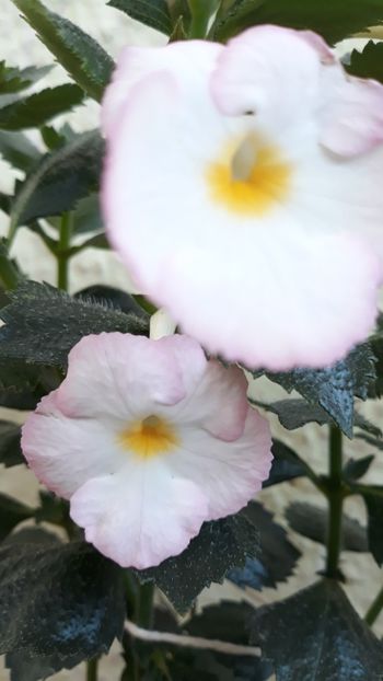  - R19 - Blushing Beauty