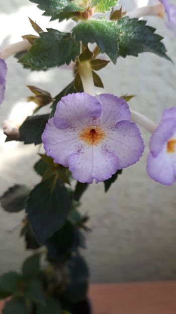  - R19 - Lavender Flame