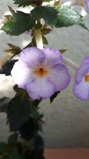  - R19 - Lavender Flame