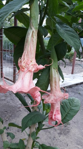  - Brugmansii!