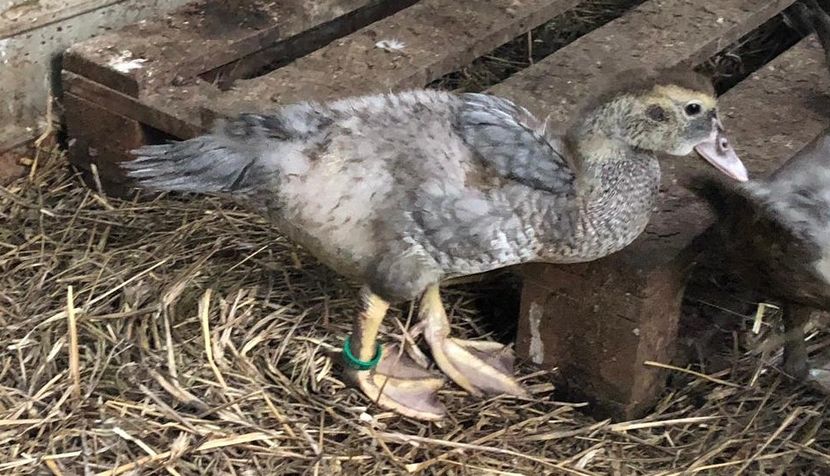 Albastru - Bomboane asortate 2019