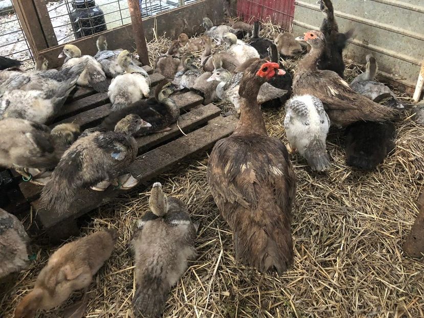 Supravegheati indeaproape - Bomboane asortate 2019