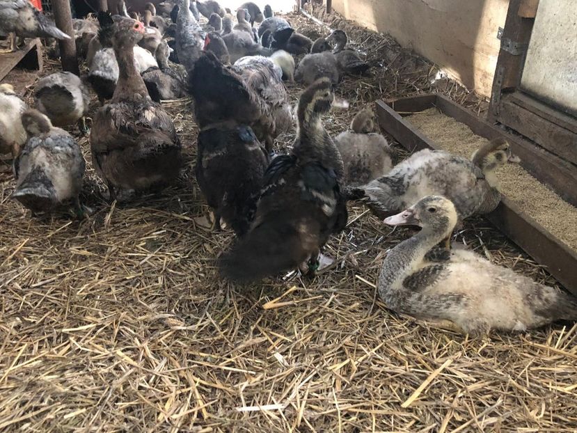 Boboci - Bomboane asortate 2019