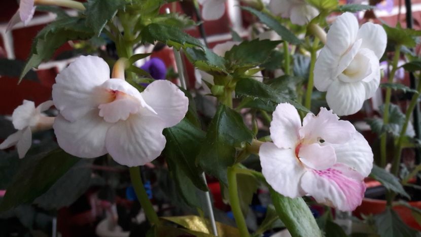  - 10 Achimenes 2019