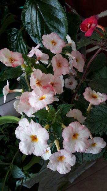 - 10 Achimenes 2019
