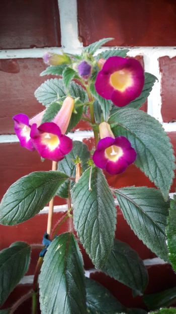  - 10 Achimenes 2019