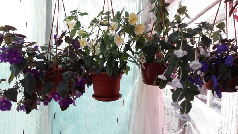  - 10 Achimenes 2019