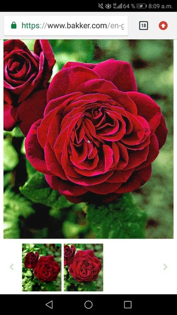 Screenshot_20190311-080908 - Caut pentru toamnă