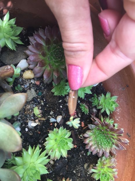 584C821C-79DE-4F1F-927D-C1FF27EEB015 - Suculente 2019