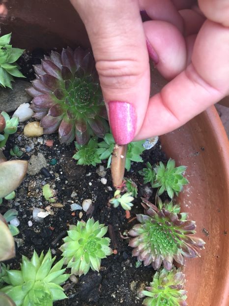 0FA5591C-A28D-47C5-9A3E-1C8A4E7D63A1 - Suculente 2019