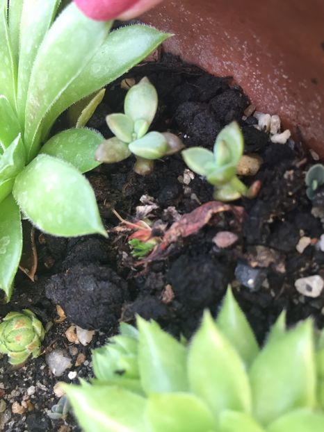 7CA7D74A-14E8-4DE6-9F01-1D9C87AA6F22 - Suculente 2019