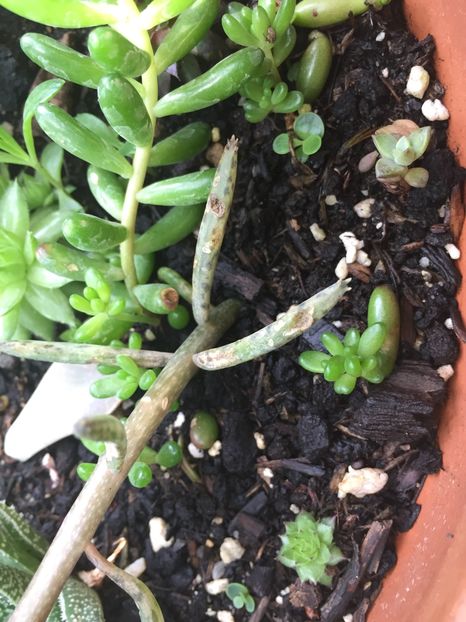 384D9EAC-8900-462F-A7C7-4D52E18ECDE2 - Suculente 2019