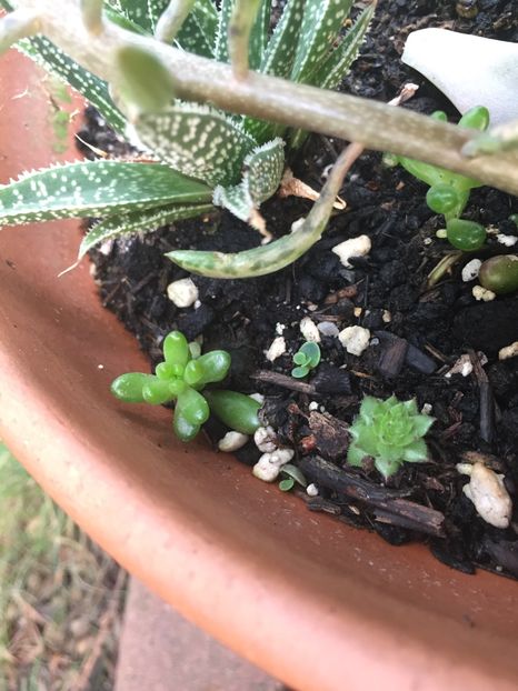 1D97A2C2-BAE7-42B0-8E1E-019032FEB39C - Suculente 2019