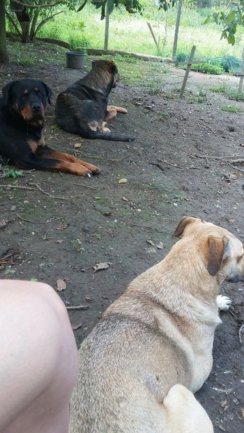 gasca la relaxare - Rhaegar