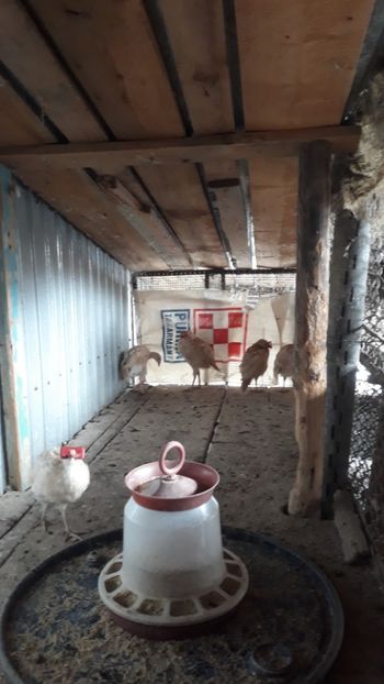  - Vind fazani regali