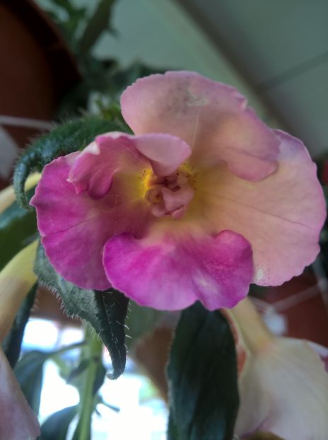  - Yellow English Rose