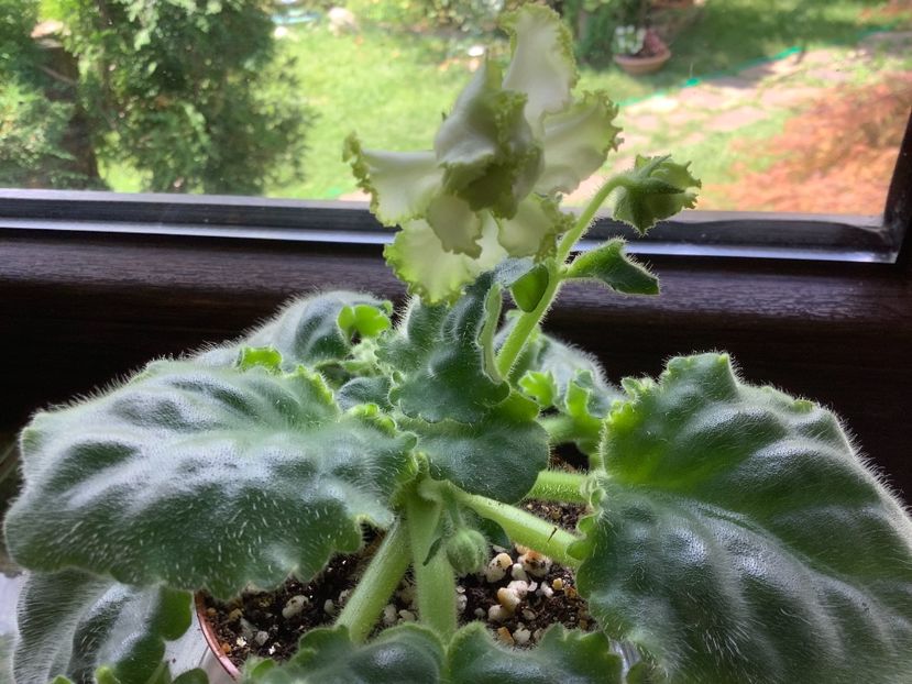 Elenika 2 - PT Elenika