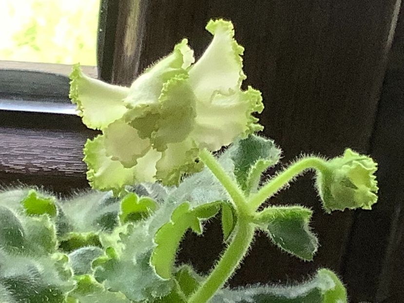 Elenika 2 - PT Elenika