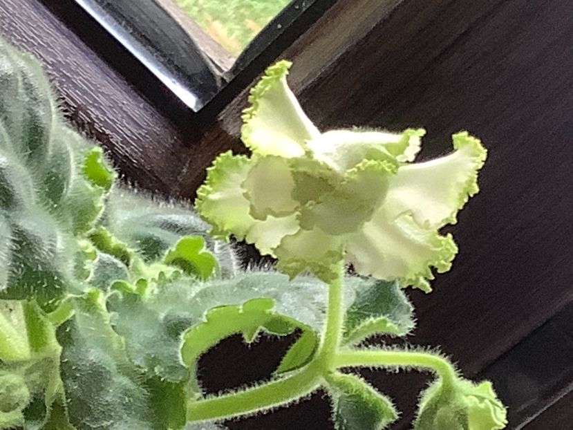 Elenika 2 - PT Elenika