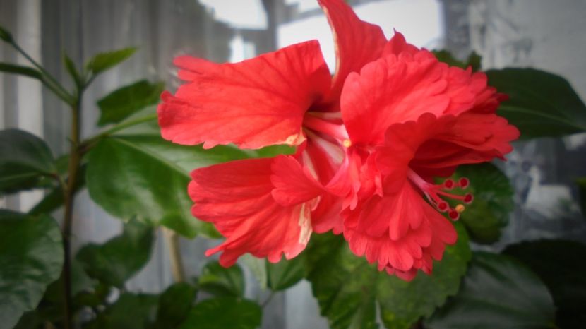 Multumiri,suflet frumos! - Stelute