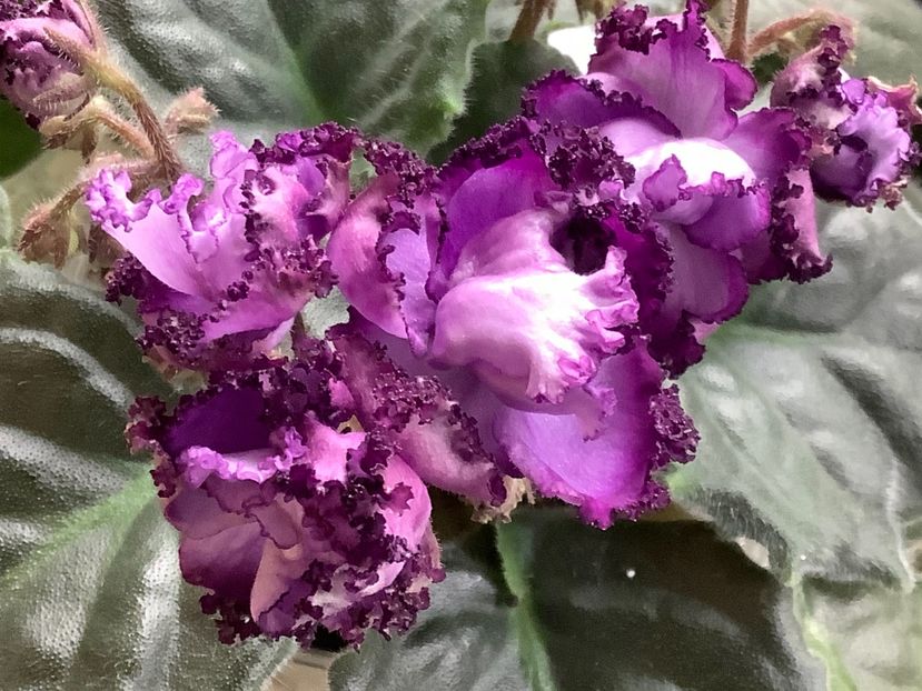  - Midnight Twist sport