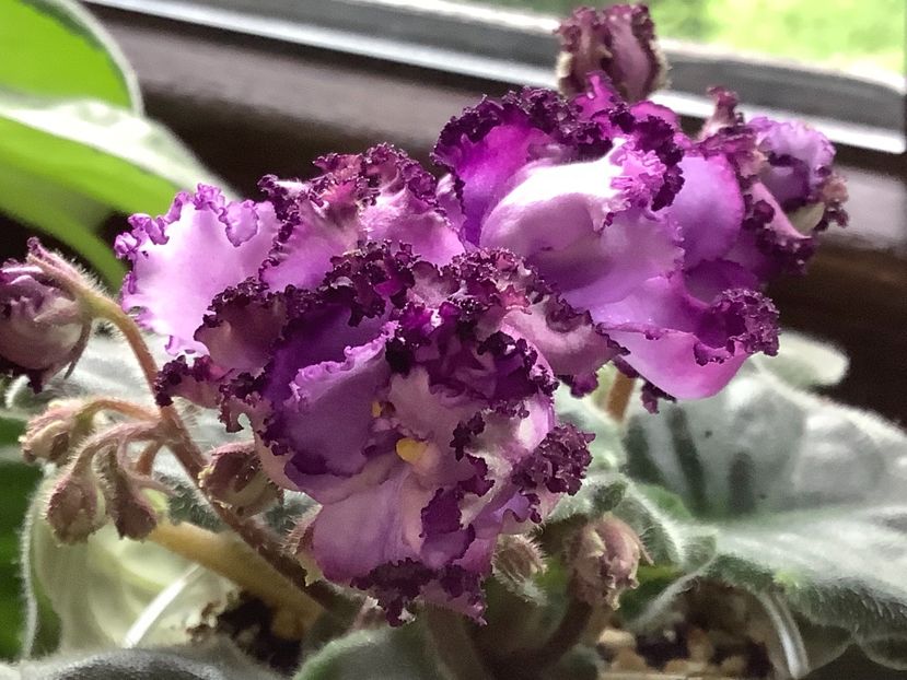  - Midnight Twist sport