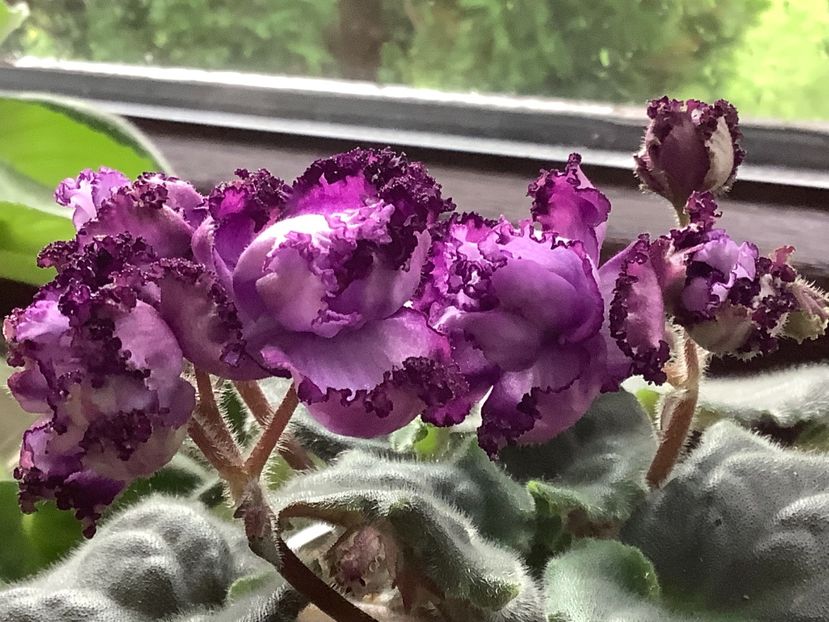  - Midnight Twist sport