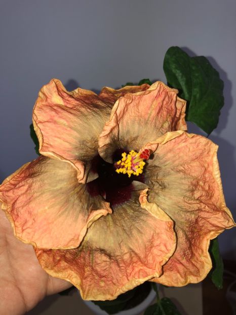 A5E40FDE-BAE4-43DE-A3A3-17E5A2CB6747 - Flori 2019