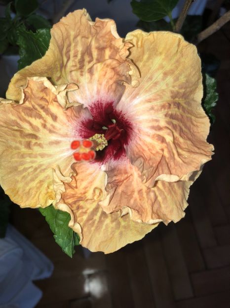 5D8BED91-DF13-4BEF-B5C0-DD194B55BB5F - Flori 2019