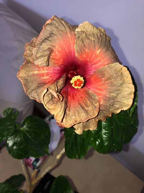 31343FE0-7D3F-48A4-B900-8C53D9AE2332 - Flori 2019