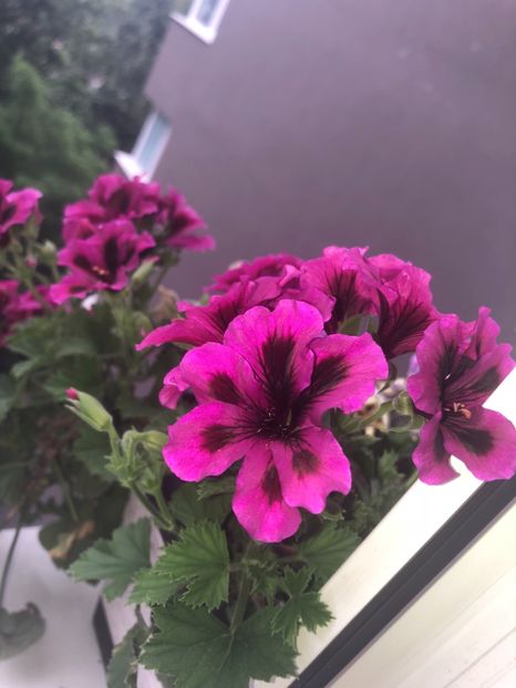 743B45B1-32EC-4681-A2FF-2B514B83C002 - Flori 2019