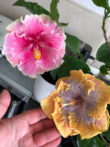 98307267-09F1-4CB0-B7F4-C923FDD04DCB - Flori 2019