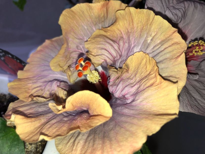 1DA9B07B-6058-4B6A-8225-B0BDD269FB4D - Flori 2019