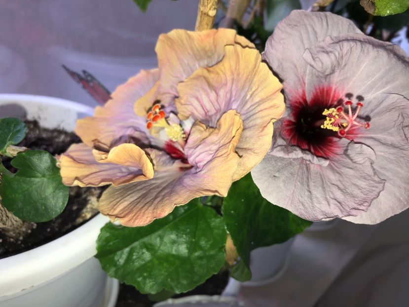 305CA767-F4F6-459A-8CC0-86D1807CEB25 - Flori 2019