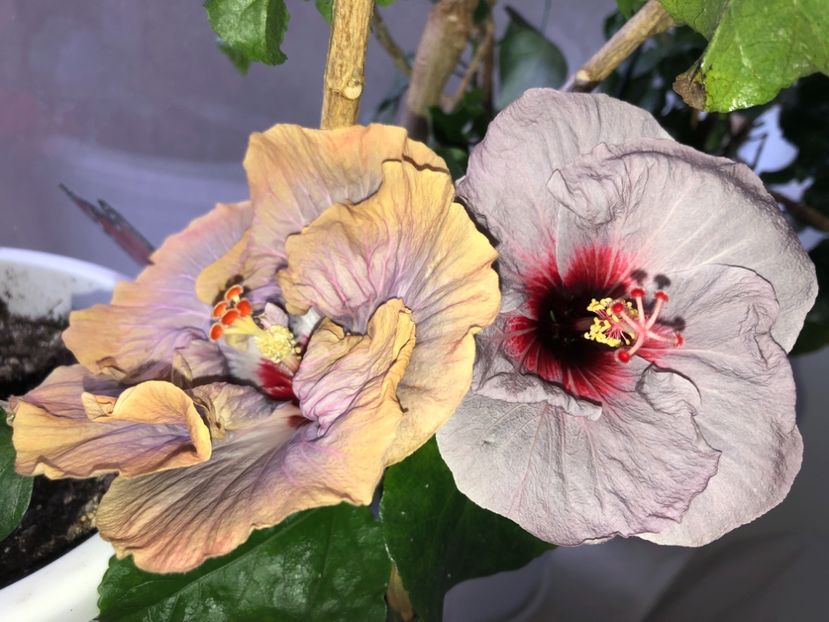 8AC6652F-DCE3-473D-B5D2-CA4EA017C6BE - Flori 2019