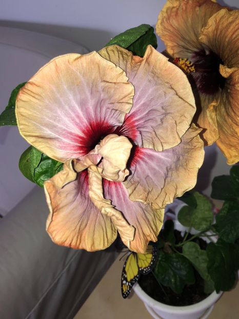 43EF248D-E157-47E3-AD0E-C5245231460A - Flori 2019