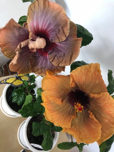 4114582C-7F7A-4502-AAFE-ADF451DE6D98 - Flori 2019