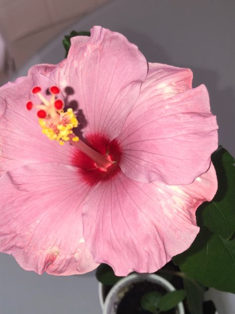 6234E516-4253-4C8E-93E3-2FD94C57E851 - Flori 2019