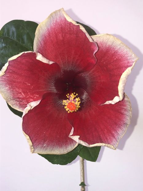 438AD244-014D-4930-BB27-D332818499F0 - Flori 2019