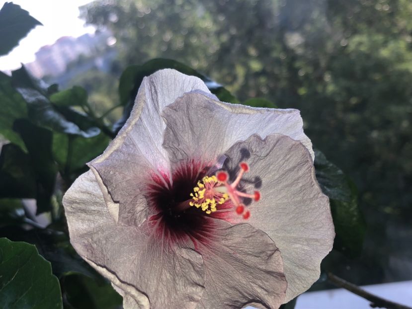 D5644689-A2D4-4A17-A3F9-EC6DD0808F31 - Flori 2019