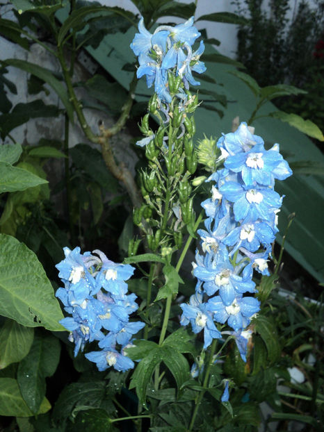 iul.2019 delphinium Belladonna - DE PRIN CURTE