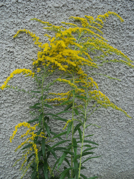 Solidago - DE PRIN CURTE