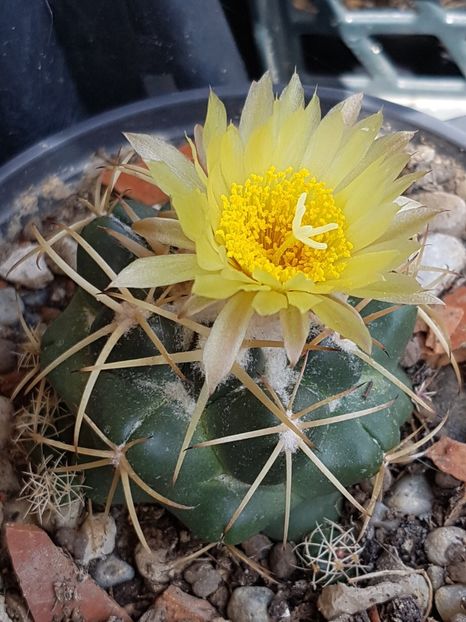 Coryphanta sulcolanata - Cactusi si plante suculente 2017-2018-2019